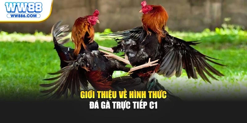 Giới thiệu về hình thức đá gà trực tiếp C1