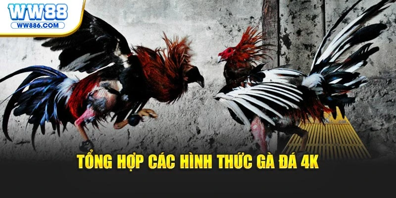 Tổng hợp các hình thức gà đá 4K