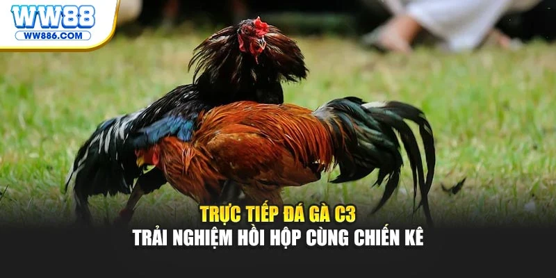 Trực tiếp đá gà C3 - trải nghiệm hồi hộp cùng chiến kê